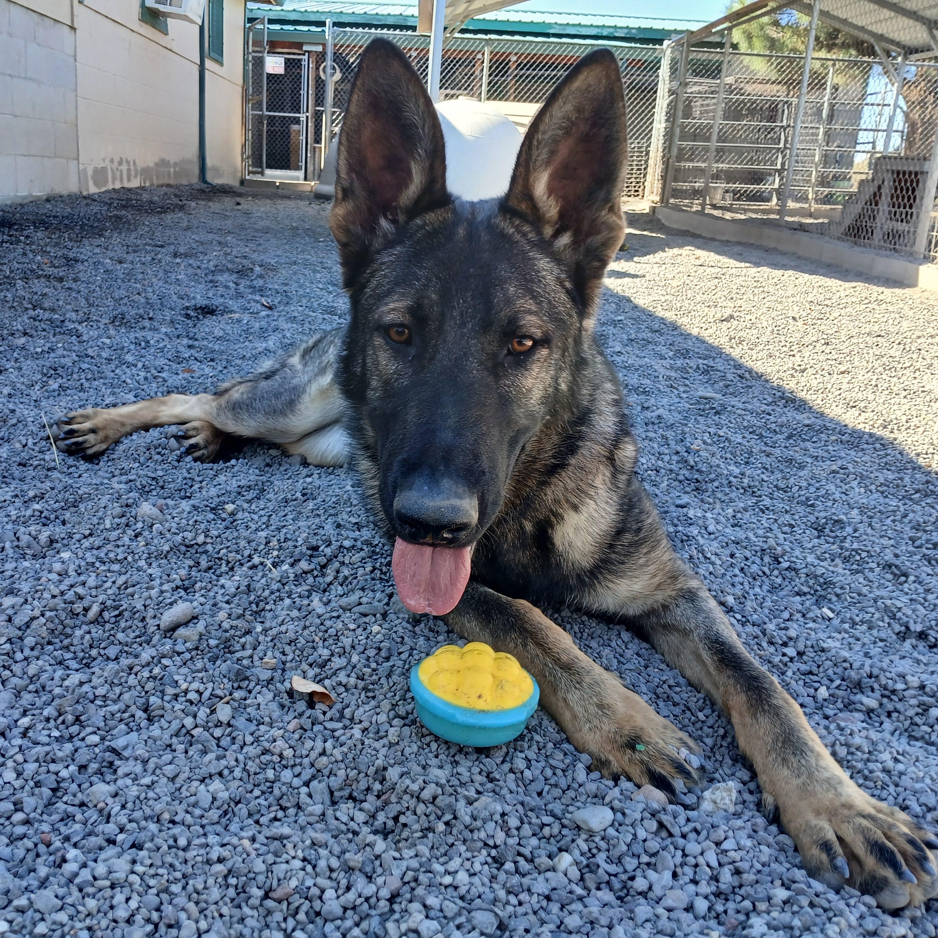 Rocket, a ADOPTABLE German Shepherd Dog in Susanville, CA image 1/2