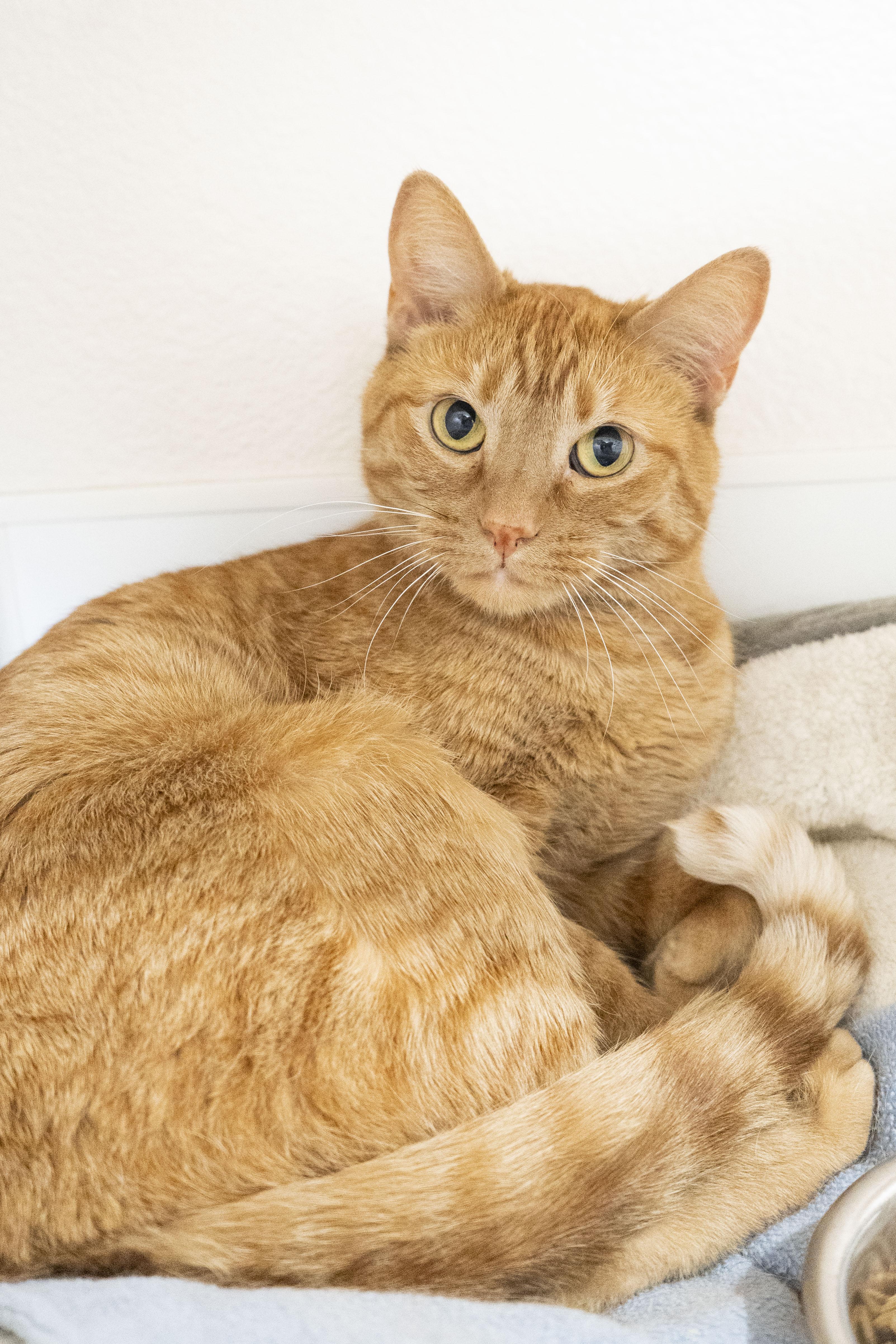 Pumpkin, an adopted Domestic Short Hair in Boise, ID image 2/3