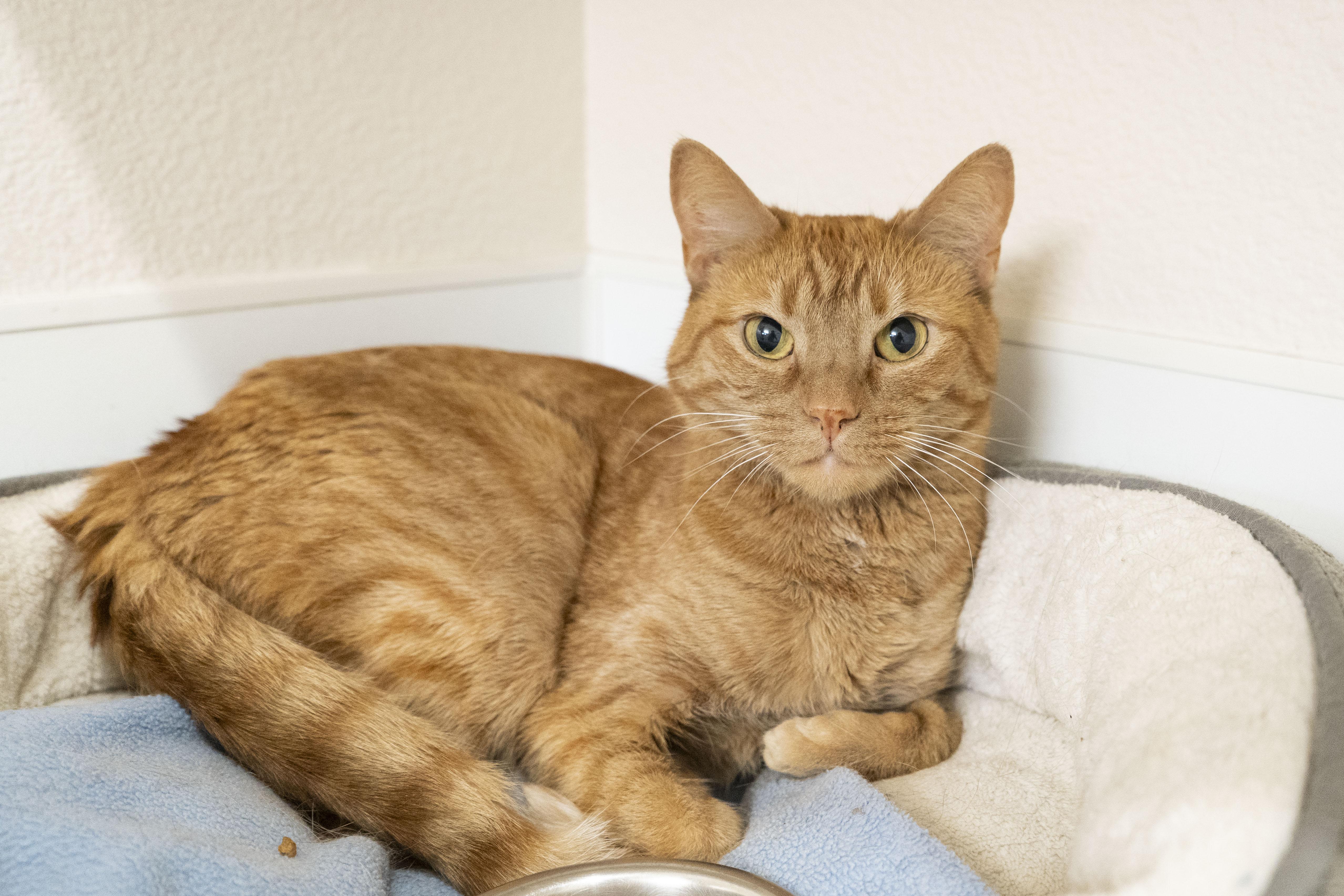 Pumpkin, an adopted Domestic Short Hair in Boise, ID image 3/3