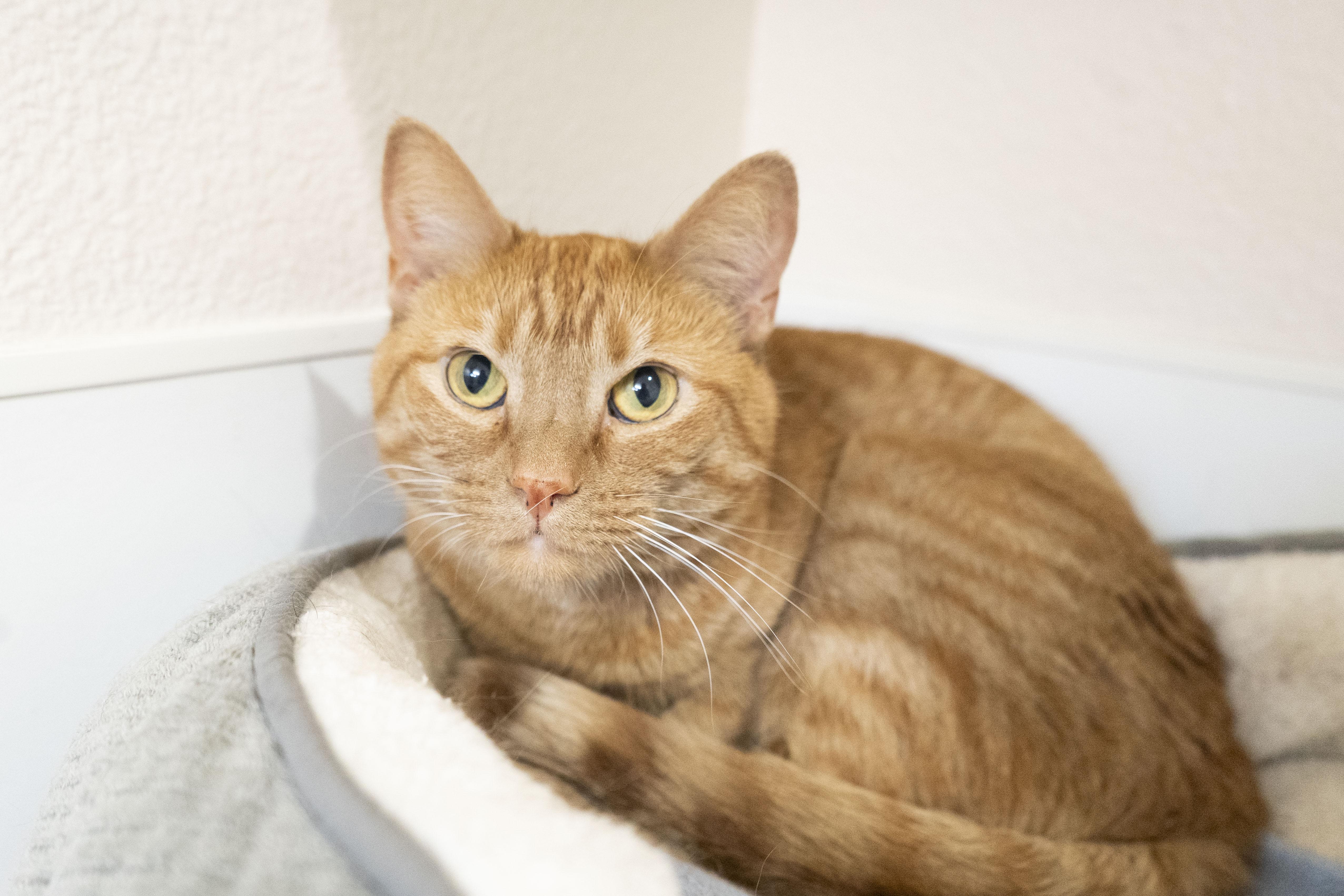 Pumpkin, adopted, Adult Female Domestic Short Hair.