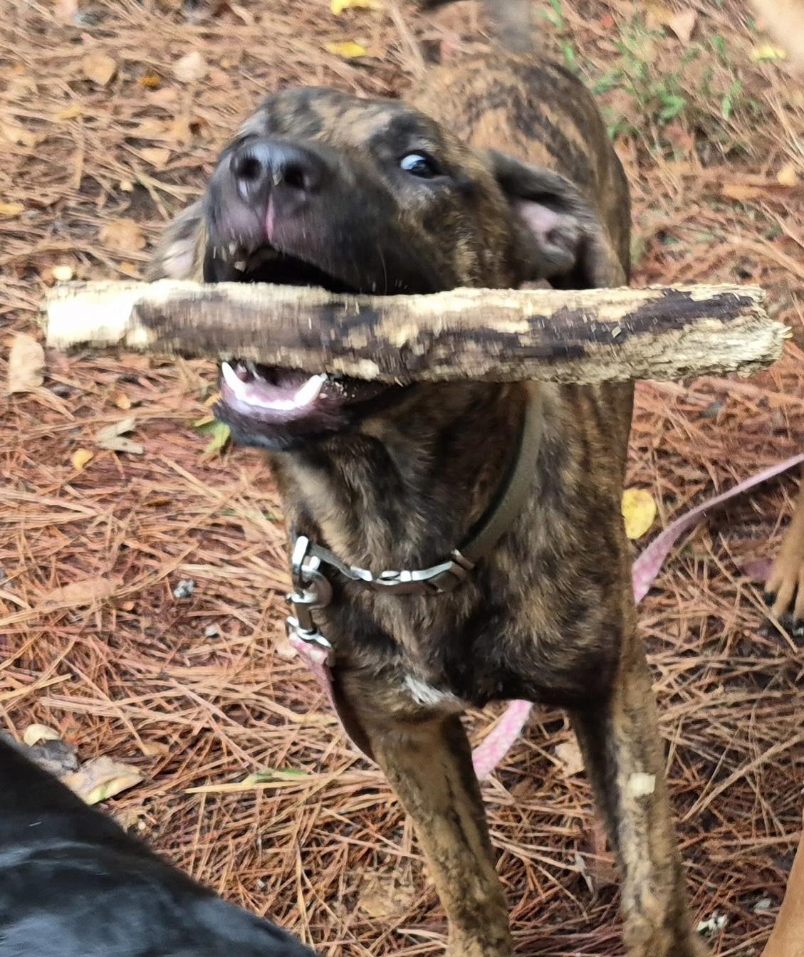 Enlarge Moose, a Adoptable mixed breed in Water Valley, MS image 2/4