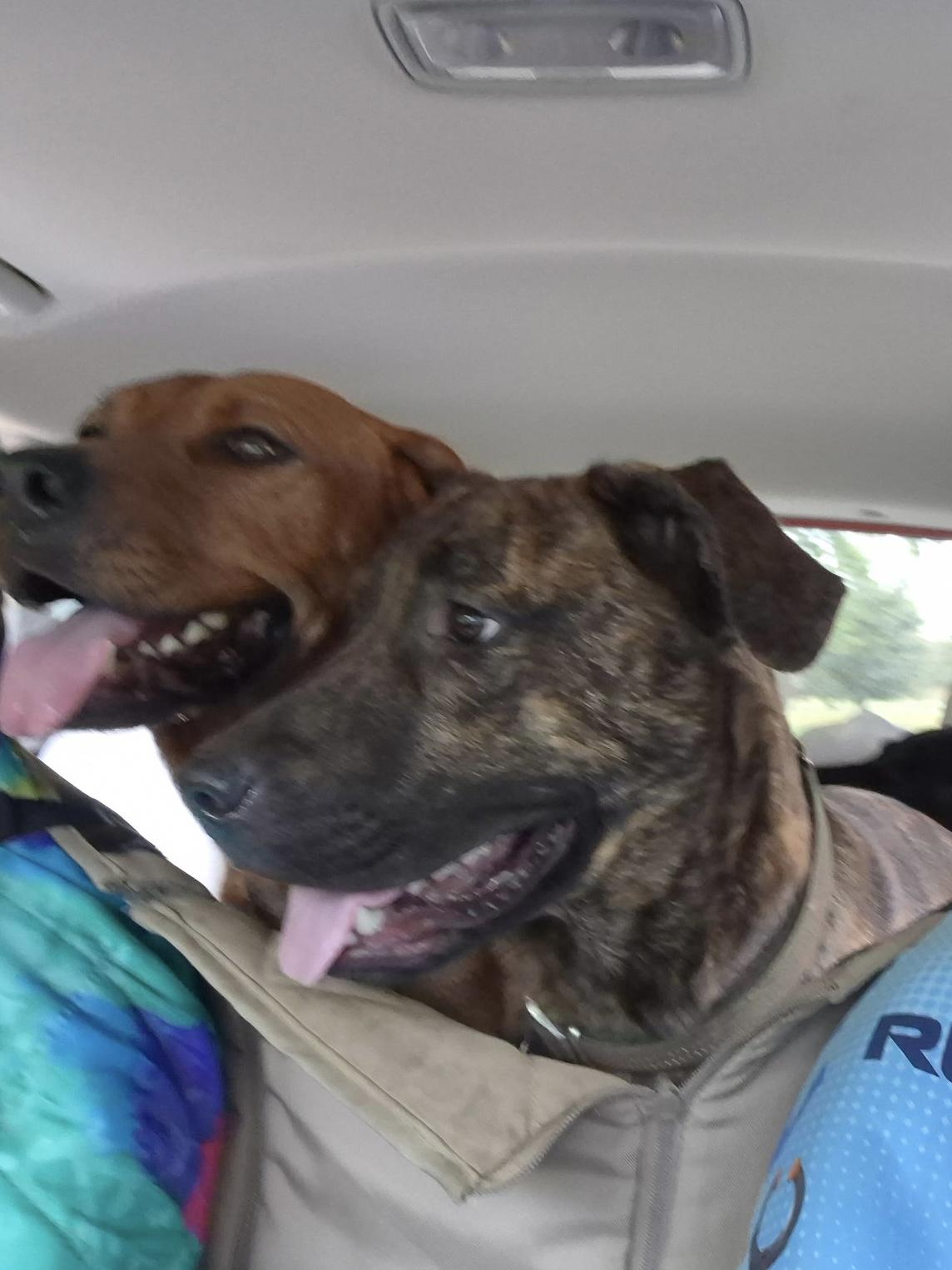 Enlarge Moose, a Adoptable mixed breed in Water Valley, MS image 3/4