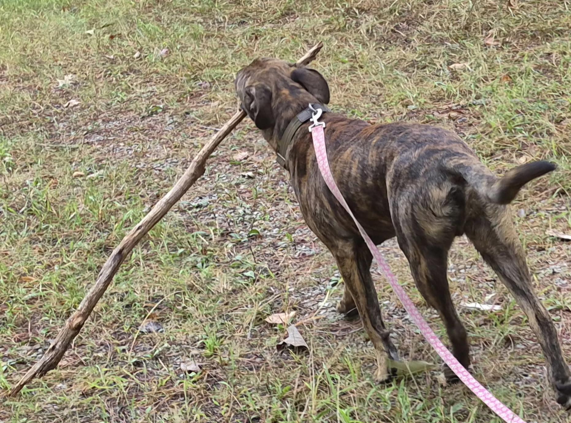 Enlarge Moose, a Adoptable mixed breed in Water Valley, MS image 4/4