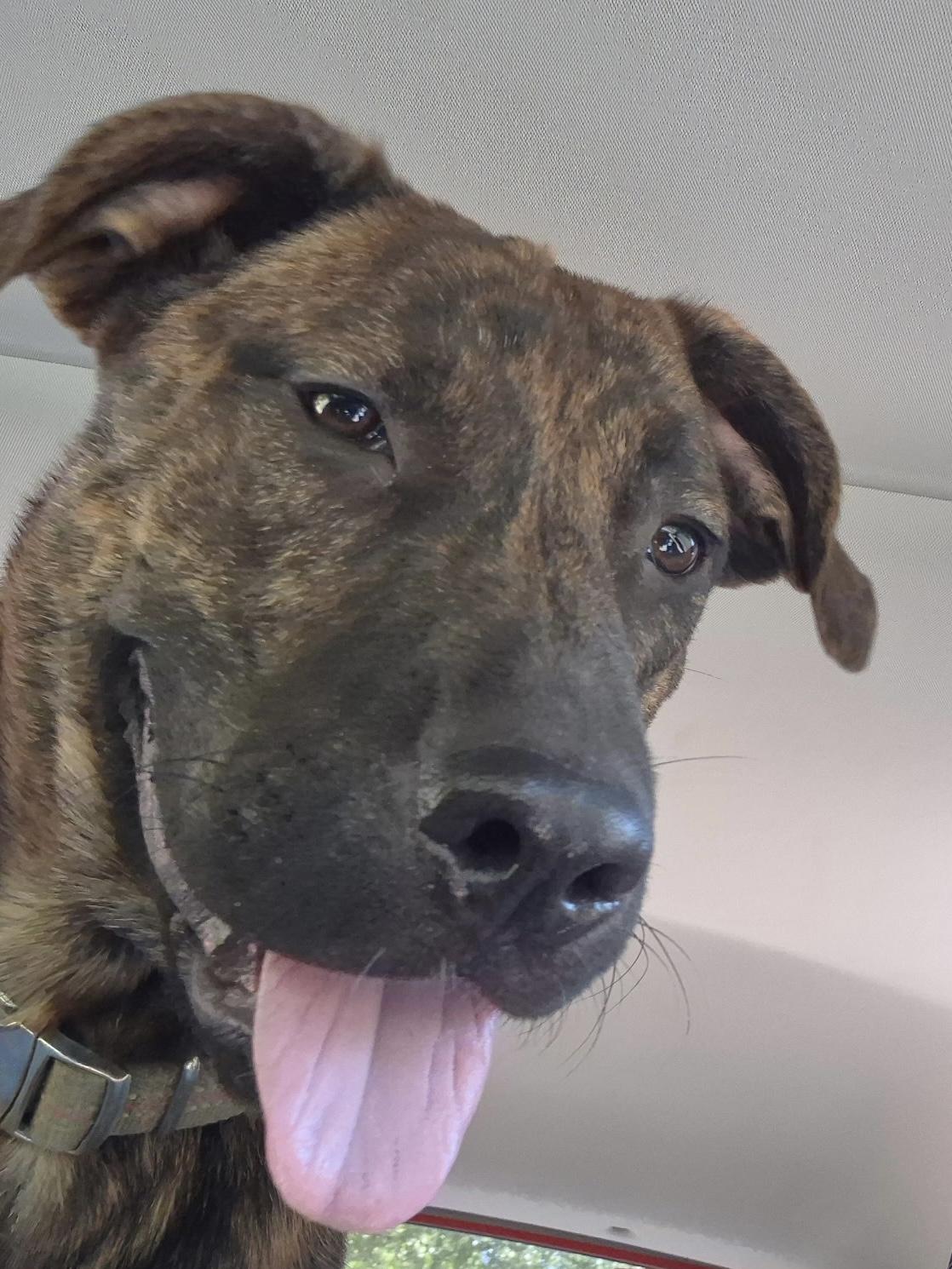 Moose, Adoptable, Young Male Hound.