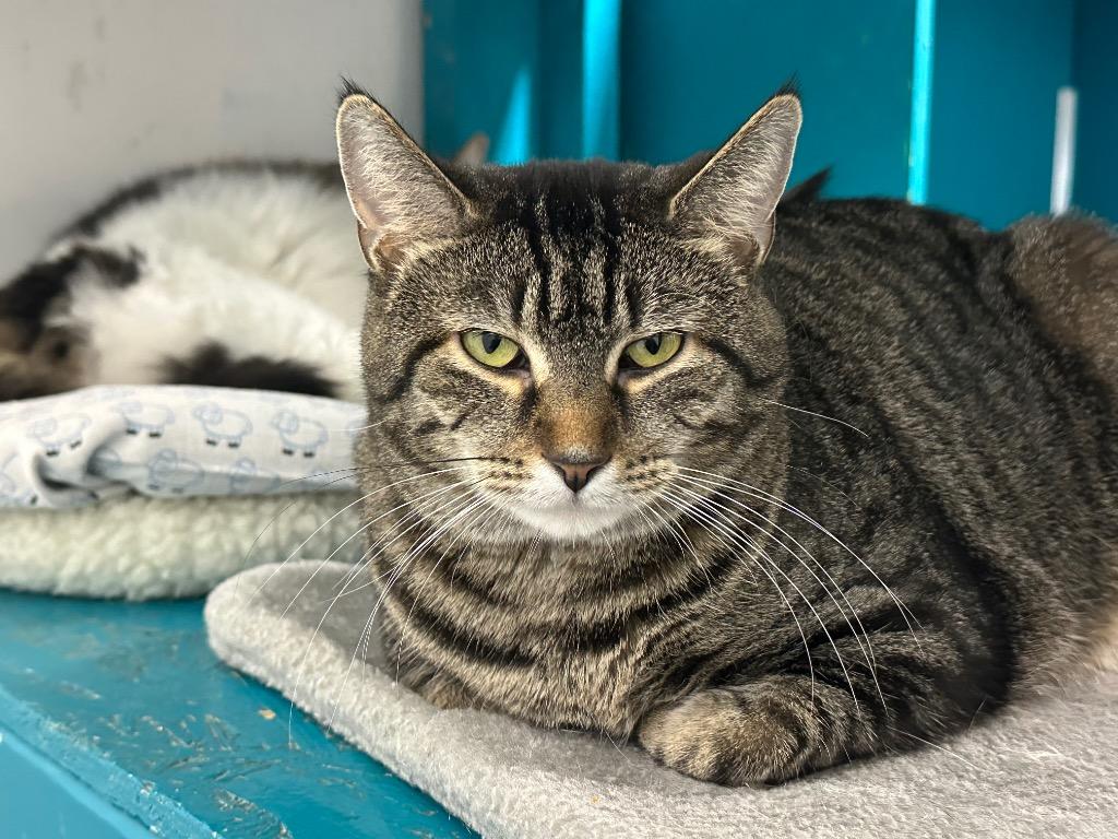 Tempest, Adoptable, Adult Female Tabby.
