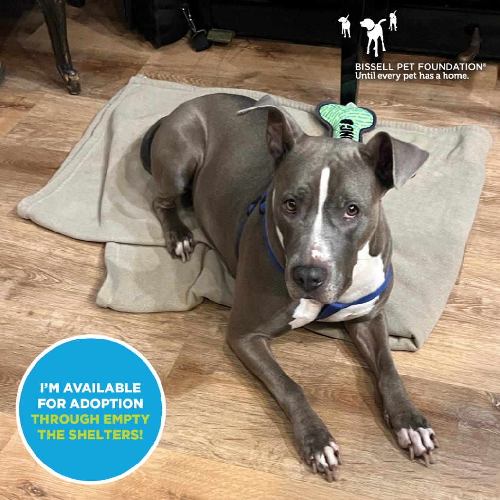 Missy- $70 Adoption Fee!, Adoptable, Adult Female Pit Bull Terrier.