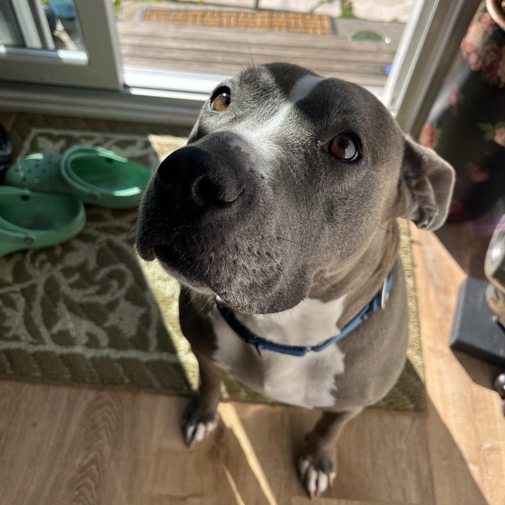 Missy, Adoptable, Adult Female Pit Bull Terrier.