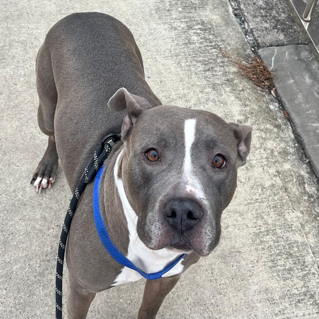 Enlarge Missy, a Adoptable Pit Bull Terrier in Staten Island, NY image 2/4