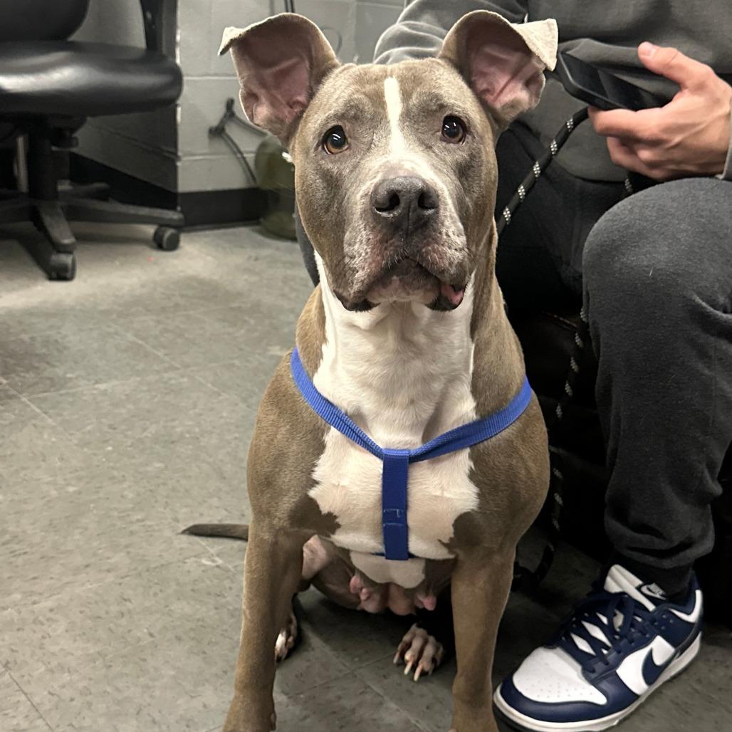Enlarge Missy, a Adoptable Pit Bull Terrier in Staten Island, NY image 3/4