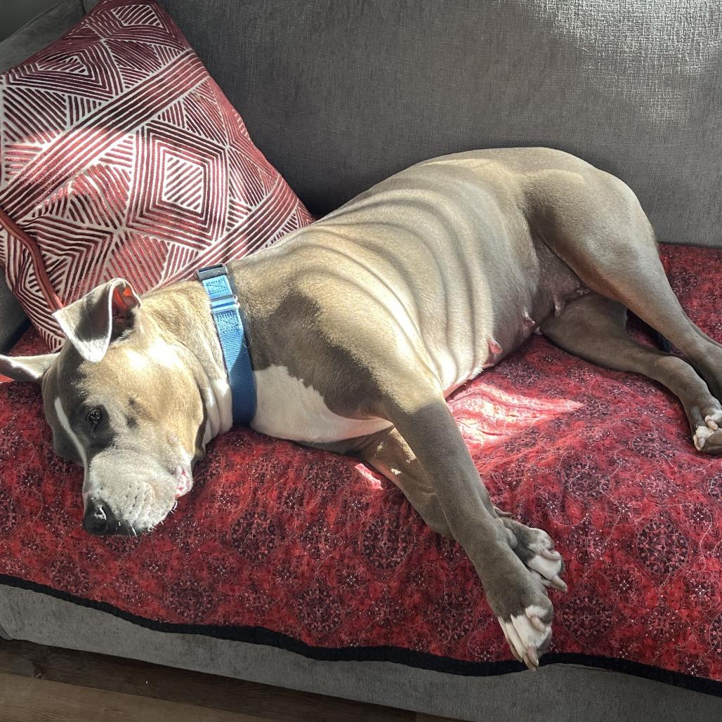 Missy, a Adoptable Pit Bull Terrier in Staten Island, NY image 5/6