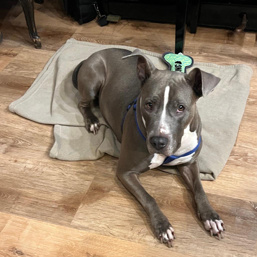 Enlarge Missy, a Adoptable Pit Bull Terrier in Staten Island, NY image 4/4