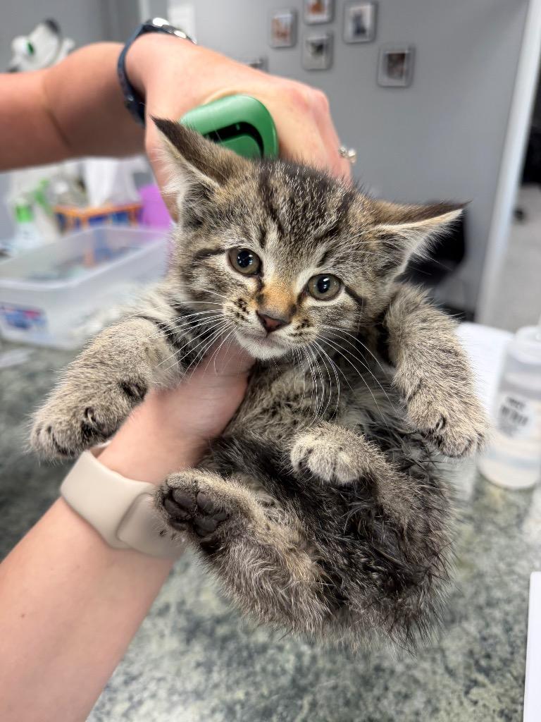 Civic, Adoptable, Kitten Male Domestic Short Hair.