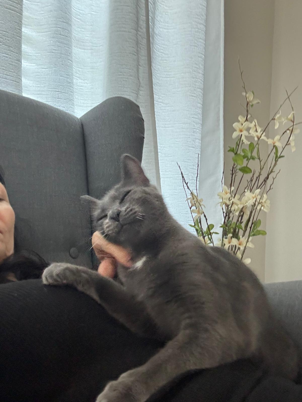 Enlarge Grey Fog, a Adoptable mixed breed in Belmont, NC image 2/5