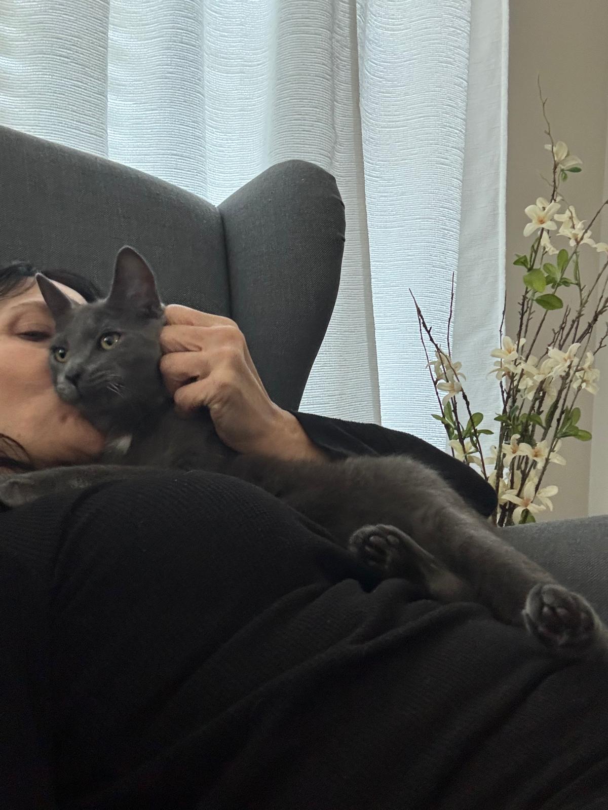 Enlarge Grey Fog, a Adoptable mixed breed in Belmont, NC image 4/5