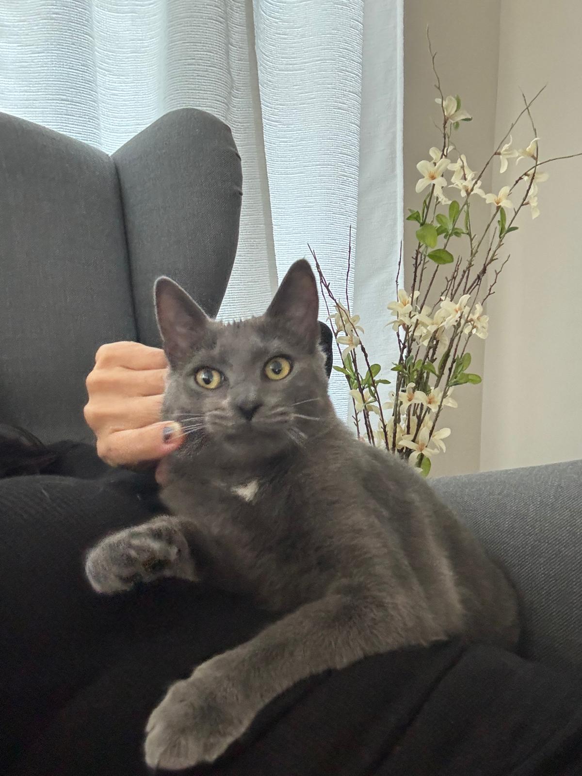 Grey Fog, Adoptable, Kitten Male Russian Blue & Domestic Short Hair.