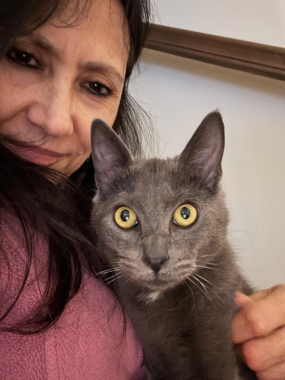 Enlarge Grey Fog, a Adoptable mixed breed in Belmont, NC image 5/5