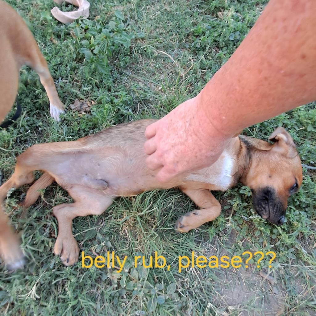 Dog for adoption Garrett JuM, a Dachshund & Chihuahua Mix in Little