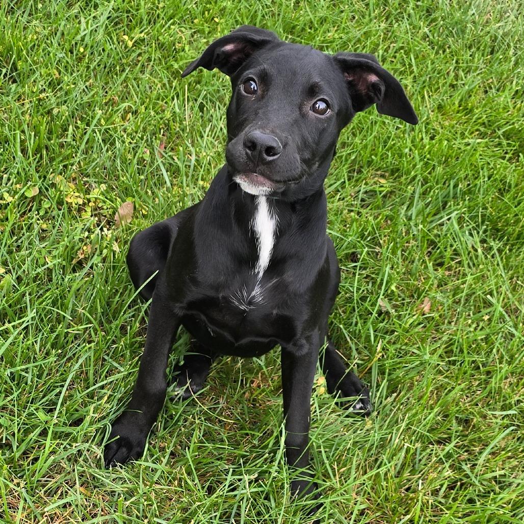Slytherin, Adoptable, Young Male Black Labrador Retriever & Mixed Breed.