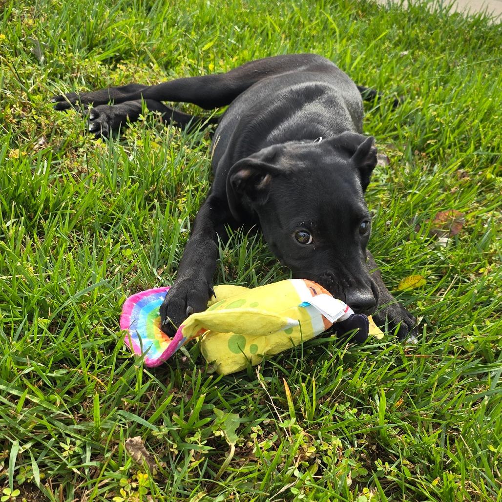 Slytherin, a Adoptable mixed breed in Peculiar, MO image 2/6