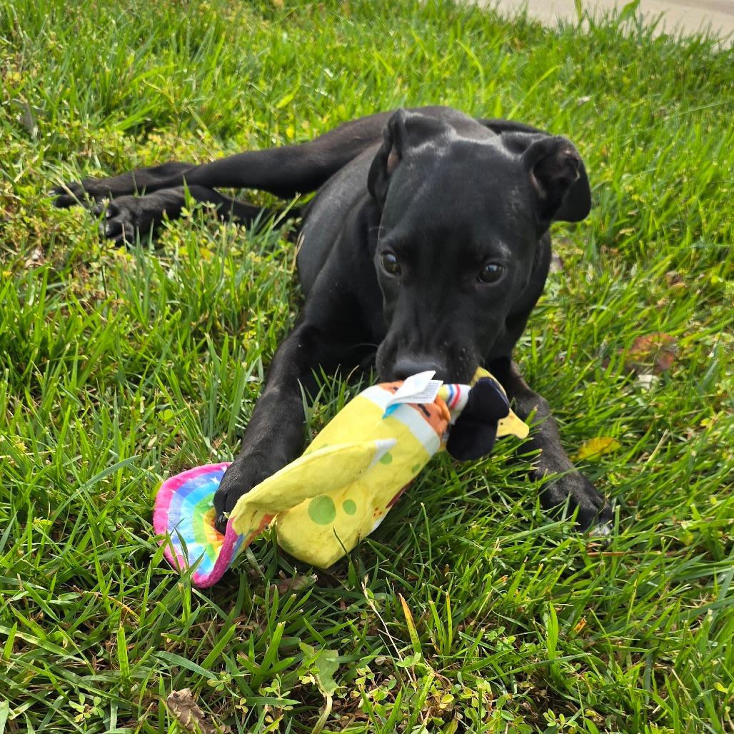 Slytherin, a Adoptable mixed breed in Peculiar, MO image 3/6