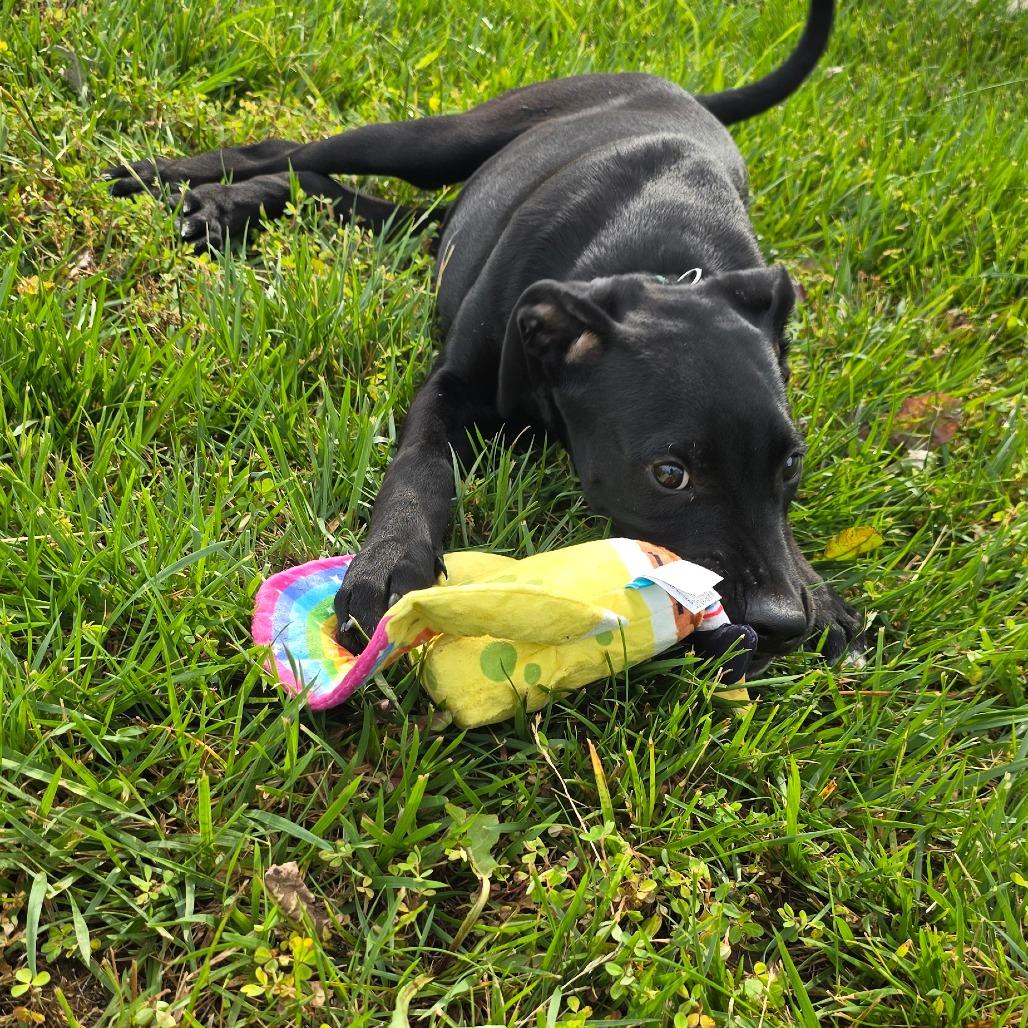 Slytherin, a Adoptable mixed breed in Peculiar, MO image 4/6