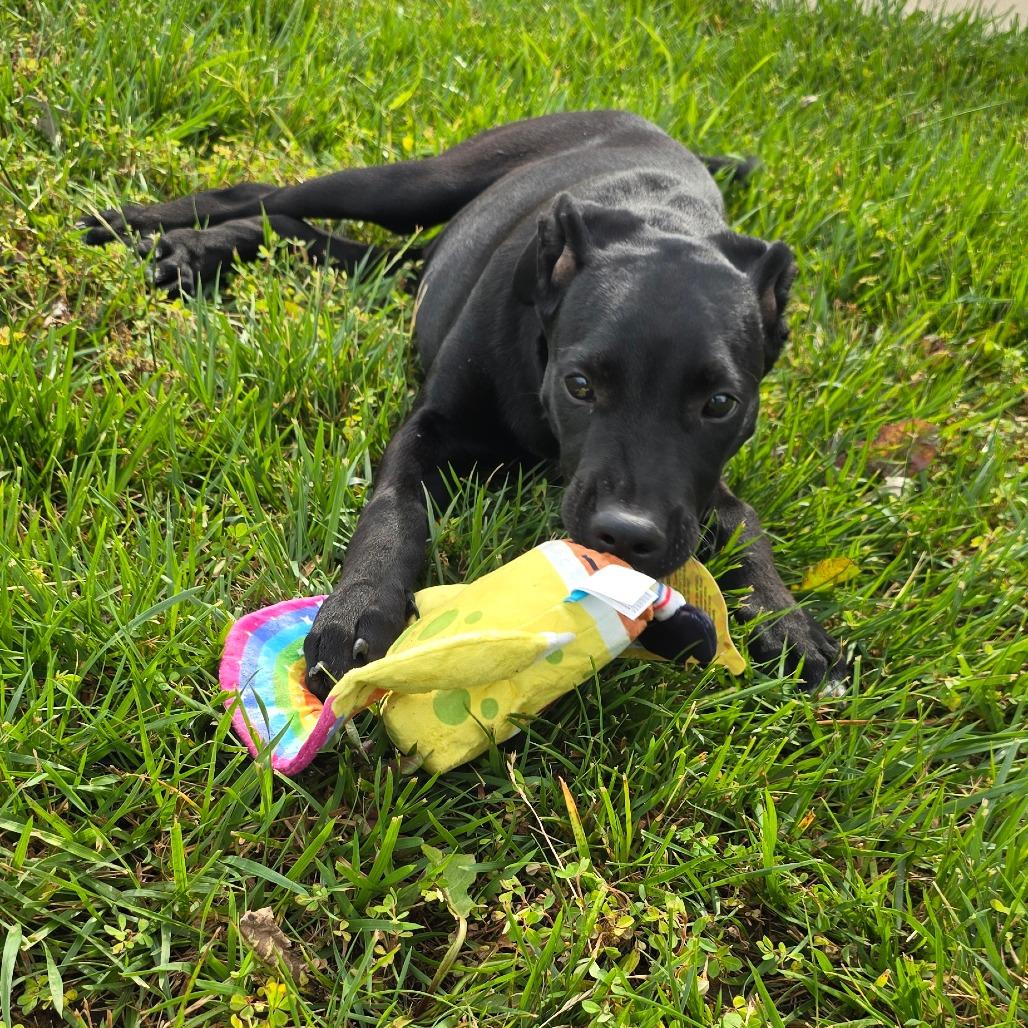 Slytherin, a Adoptable mixed breed in Peculiar, MO image 5/6