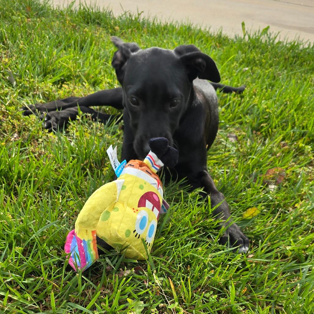 Slytherin, a Adoptable mixed breed in Peculiar, MO image 6/6