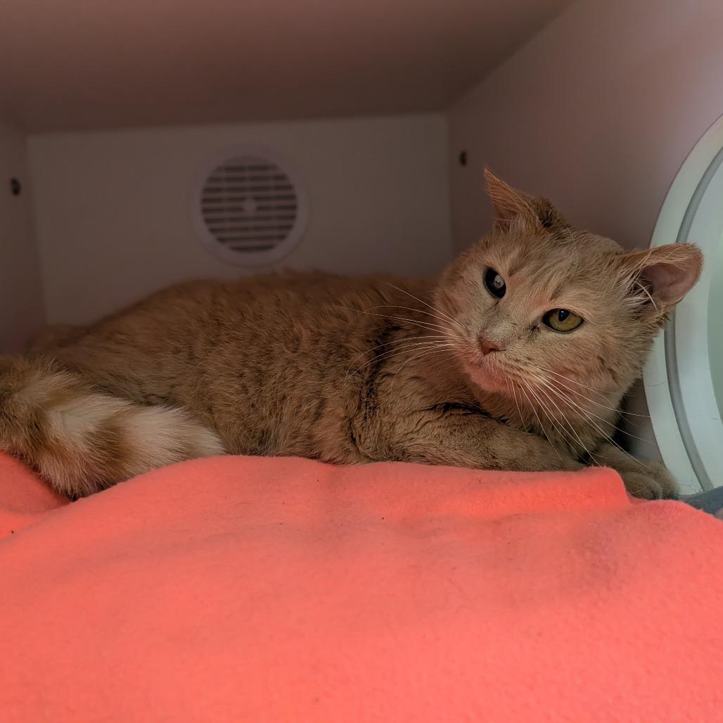 Enlarge Buffy, a Adoptable Domestic Short Hair in Prairie du Chien, WI image 2/2