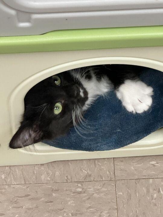 Enlarge Machine Girl, a ADOPTABLE Domestic Long Hair in Maidens, VA image 2/3