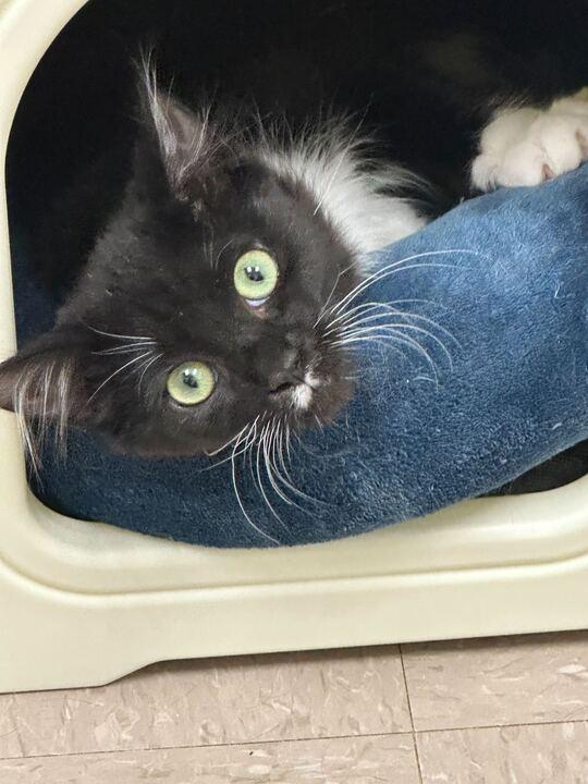 Enlarge Machine Girl, a ADOPTABLE Domestic Long Hair in Maidens, VA image 1/3