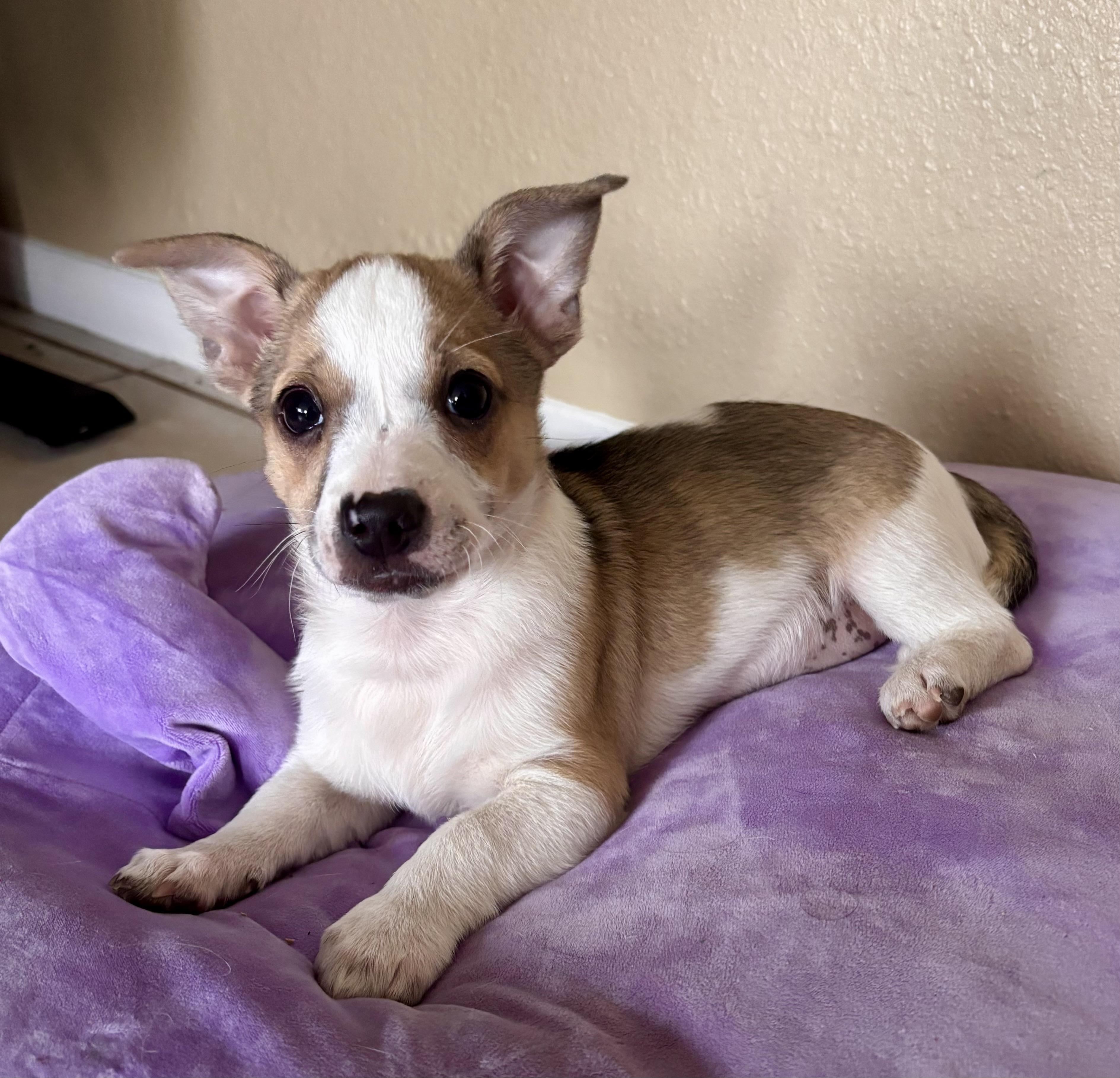 Enlarge Monica , a ADOPTABLE mixed breed in El Cajon, CA image 1/1