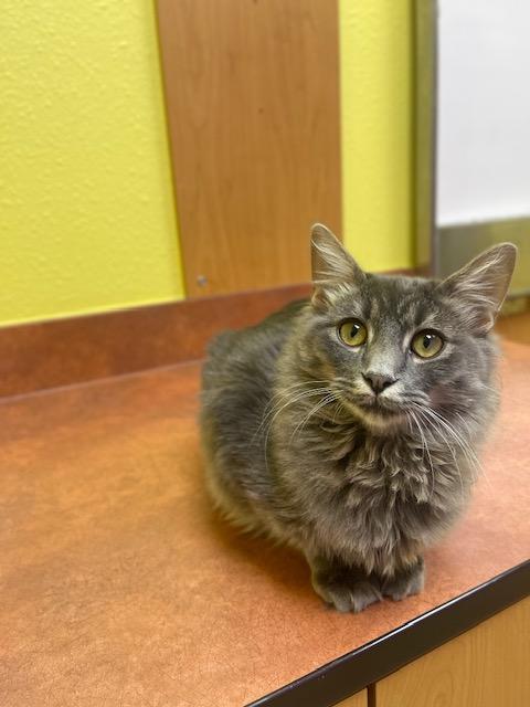 Enlarge Queso, an adoptable Domestic Long Hair in Denver, CO image 2/4