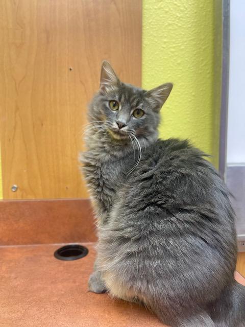 Enlarge Queso, an adoptable Domestic Long Hair in Denver, CO image 3/4