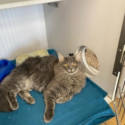 Enlarge Queso, an adoptable Domestic Long Hair in Denver, CO image 1/4
