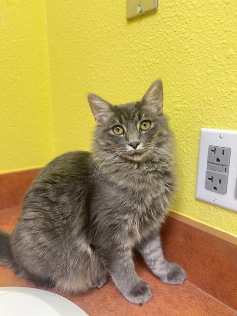 Enlarge Queso, an adoptable Domestic Long Hair in Denver, CO image 4/4