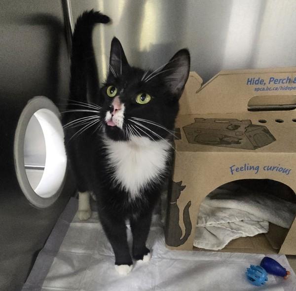 Enlarge Hibiscus, a Adoptable mixed breed in West Vancouver, BC image 1/1