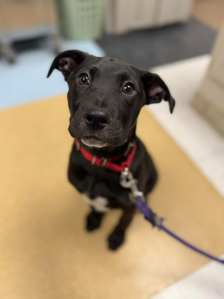 Pixel, Adoptable, Puppy Male Mixed Breed.
