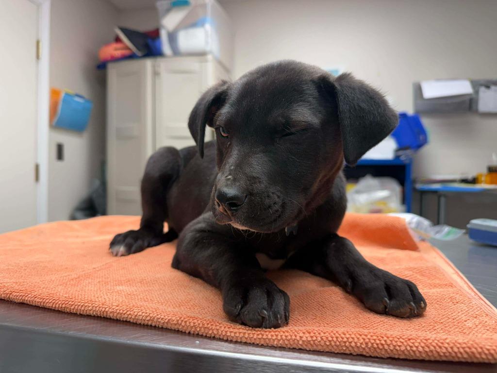 Pixel, Adoptable, Puppy Male Mixed Breed.