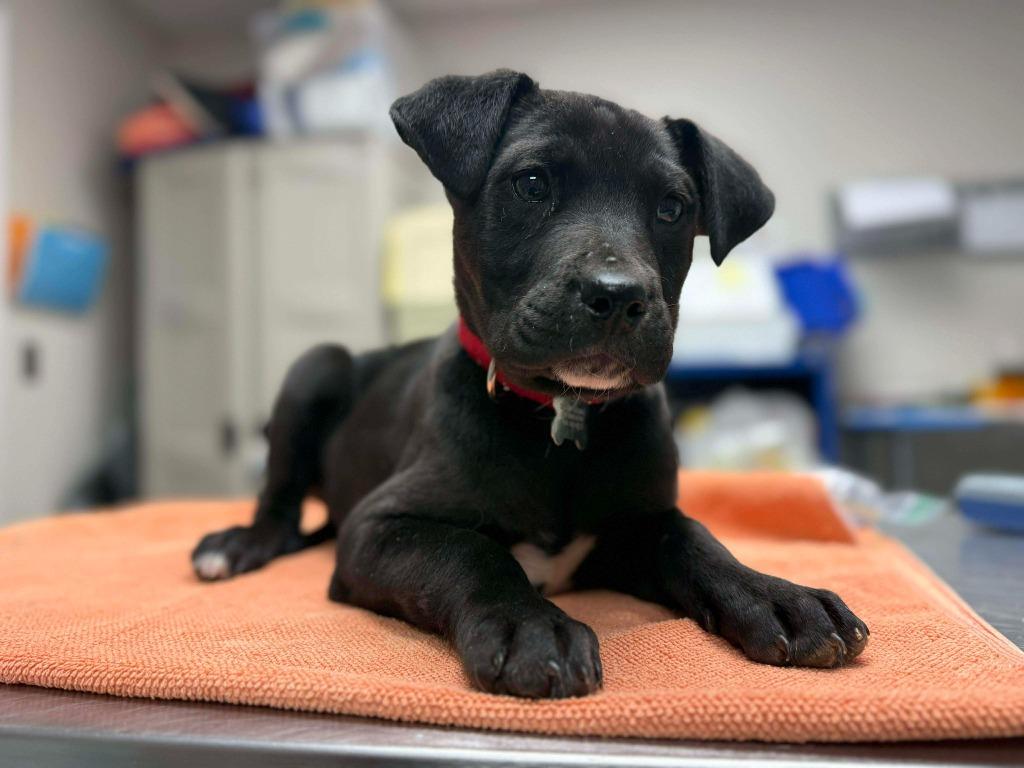 Enlarge Pixel, a Adoptable mixed breed in Raleigh, NC image 1/6