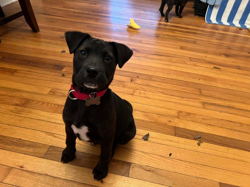 Enlarge Pixel, a Adoptable mixed breed in Raleigh, NC image 2/6