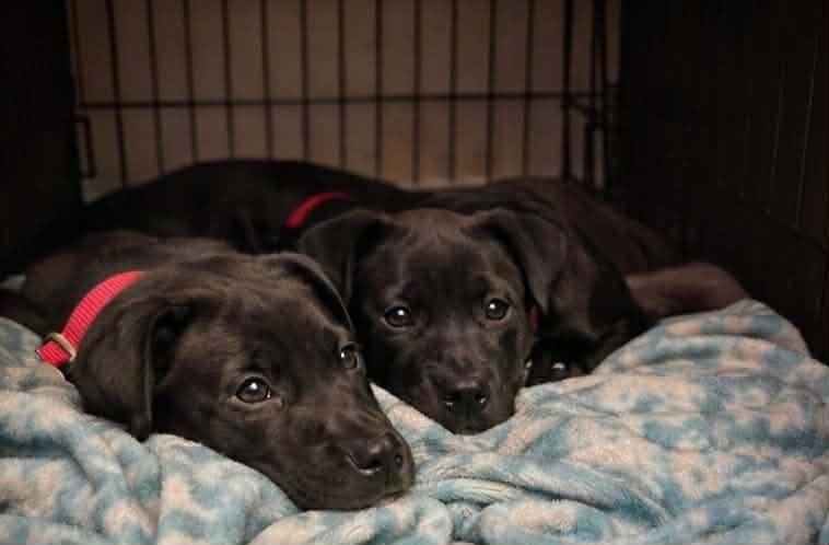 Enlarge Pixel, a Adoptable mixed breed in Raleigh, NC image 3/6