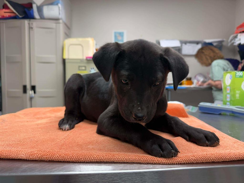 Enlarge Pixel, a Adoptable mixed breed in Raleigh, NC image 2/6