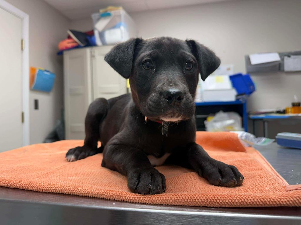 Enlarge Pixel, a Adoptable mixed breed in Raleigh, NC image 3/6