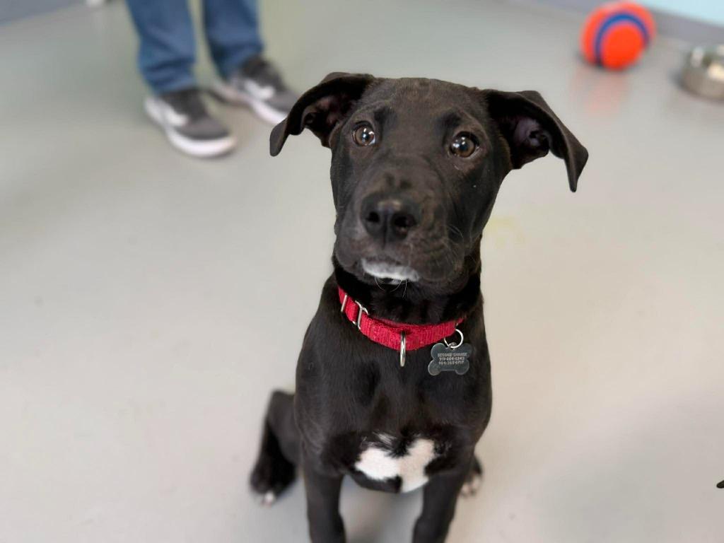 Enlarge Pixel, a Adoptable mixed breed in Raleigh, NC image 3/6