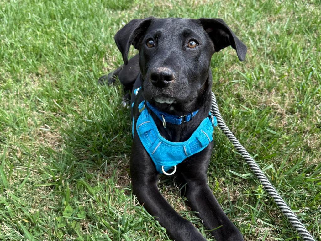 Enlarge Pixel, a Adoptable mixed breed in Raleigh, NC image 4/6