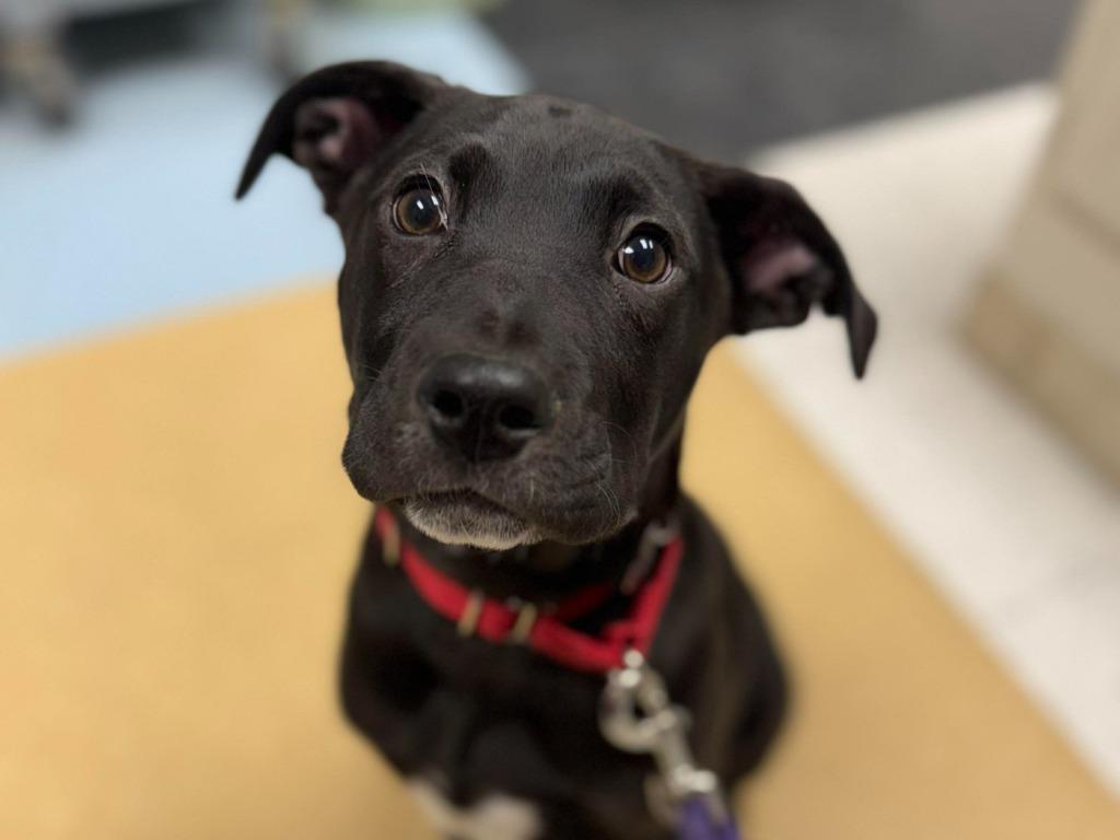 Enlarge Pixel, a Adoptable mixed breed in Raleigh, NC image 4/6