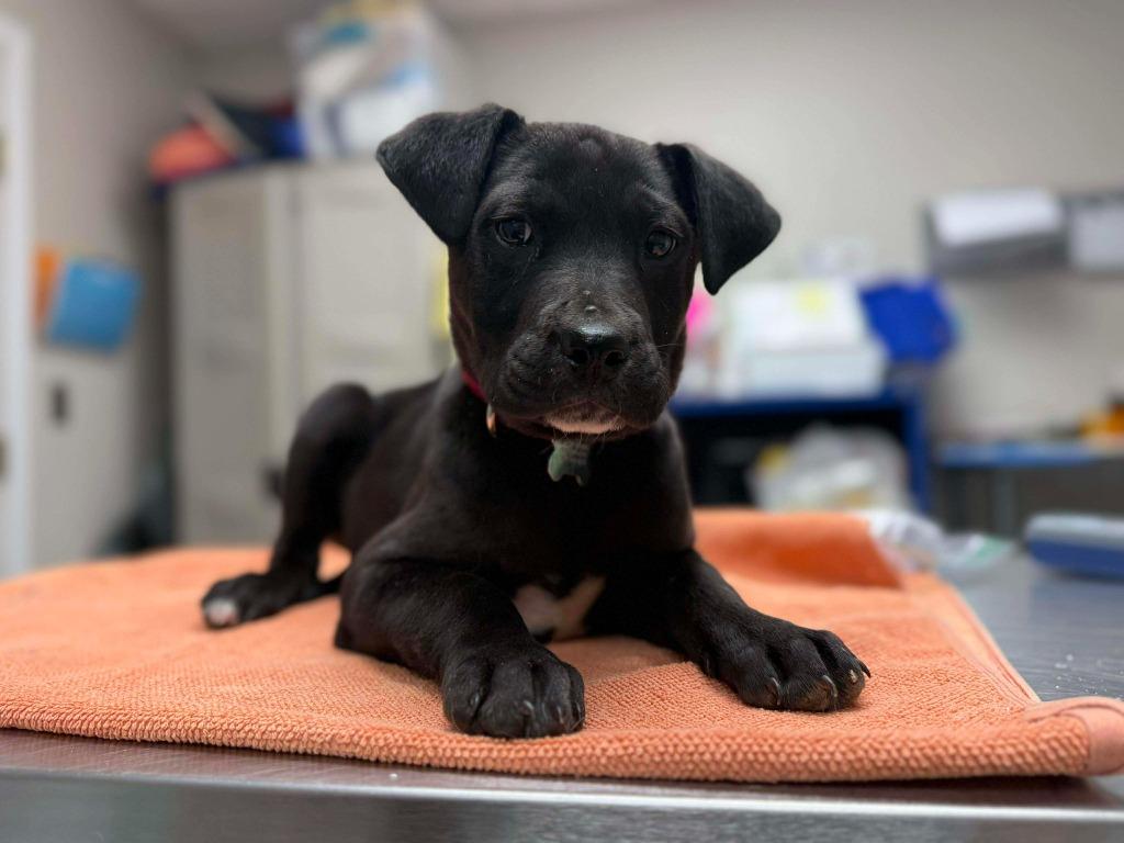 Enlarge Pixel, a Adoptable mixed breed in Raleigh, NC image 5/6