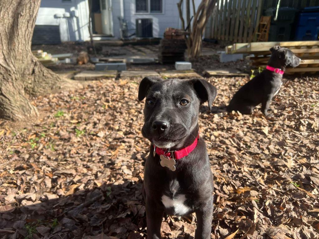 Enlarge Pixel, a Adoptable mixed breed in Raleigh, NC image 6/6