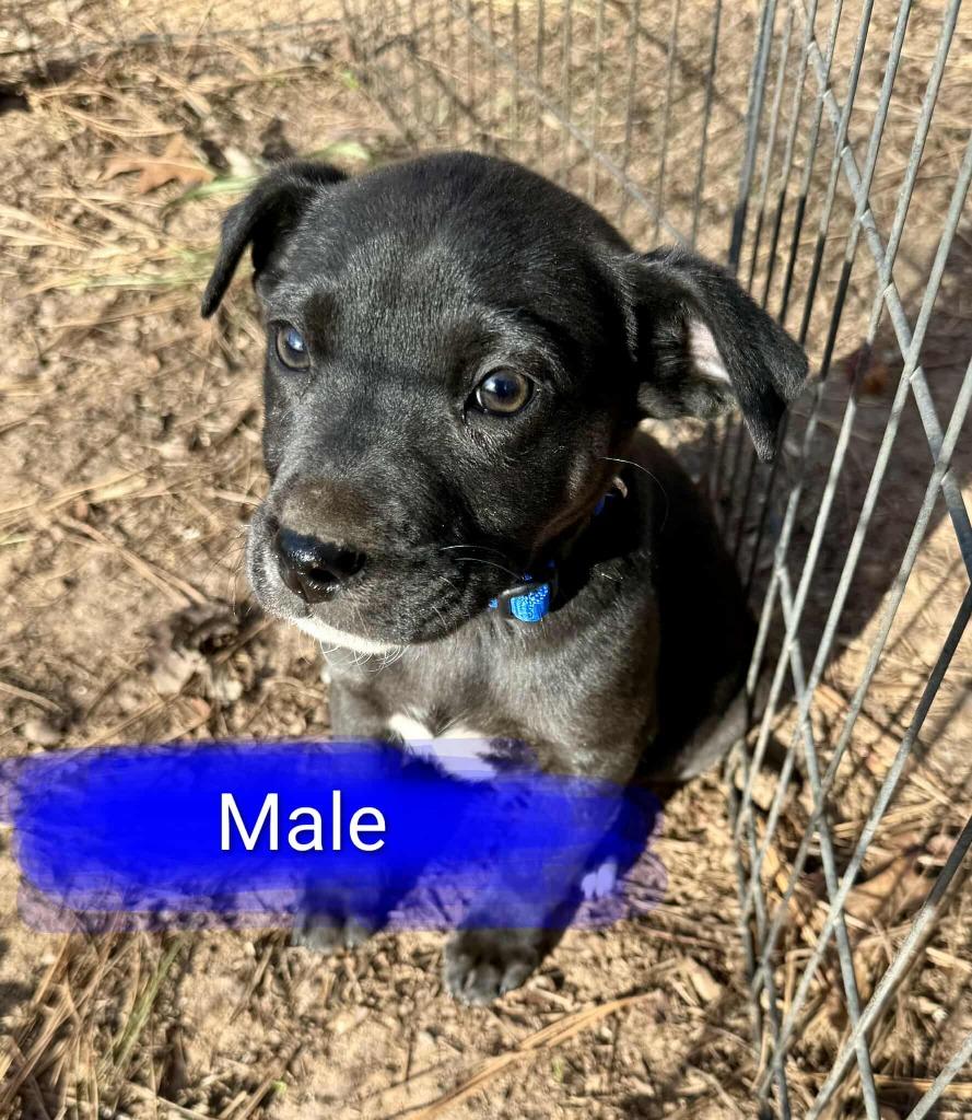 Enlarge Pixel, a Adoptable mixed breed in Raleigh, NC image 6/6