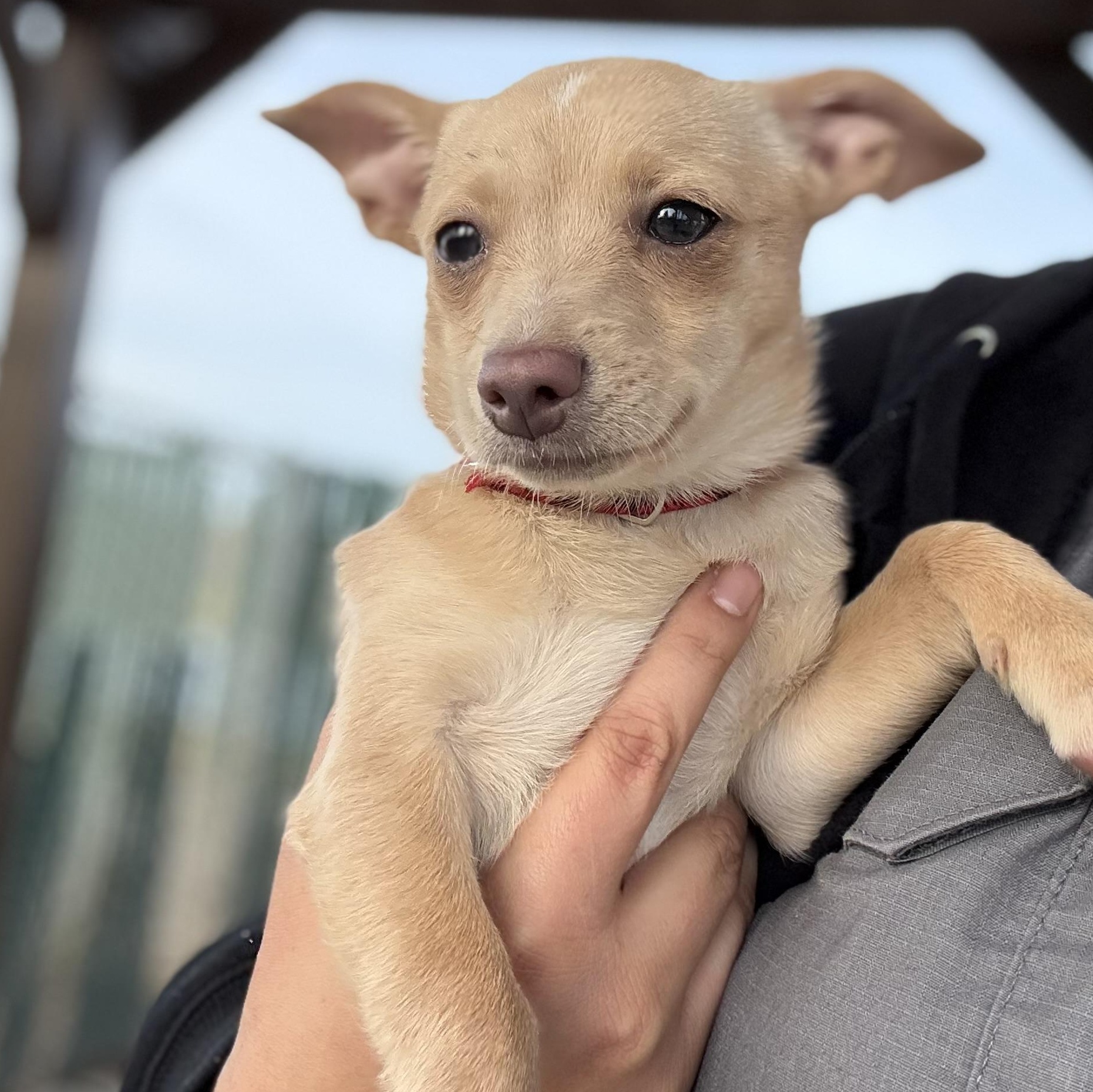 Mittens, adopted, Young Female Chihuahua.